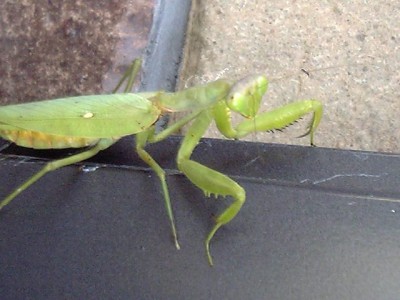 041122 カマキリくん