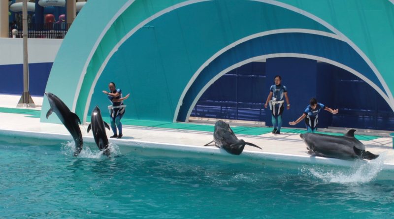 鴨川シーワルド　イルカショー